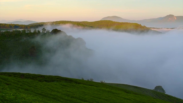 美丽的风景，森林树木与云雾雾视频素材