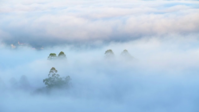 美丽的风景，森林树木与云雾雾视频素材