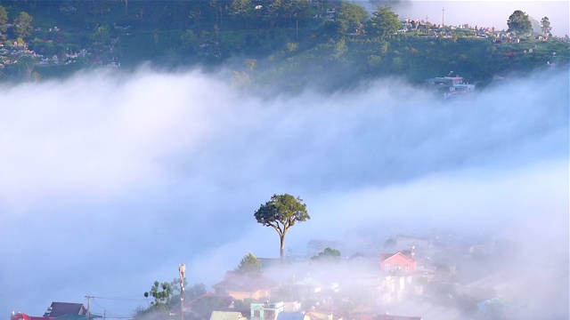 美丽的风景，森林树木与云雾雾视频素材