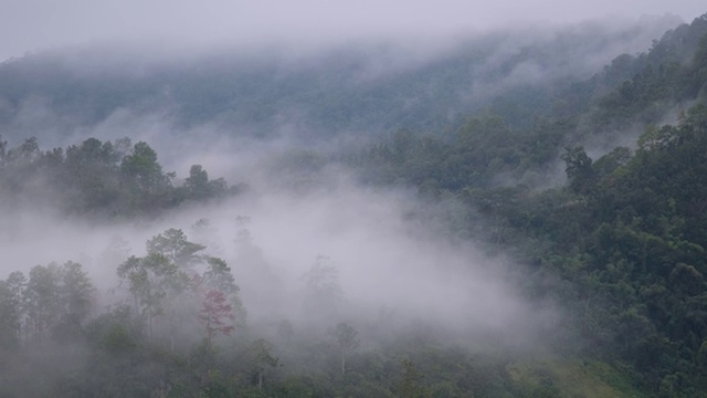 风景雾蒙蒙的绿叶，热带雨林，山脉和丘陵视频素材