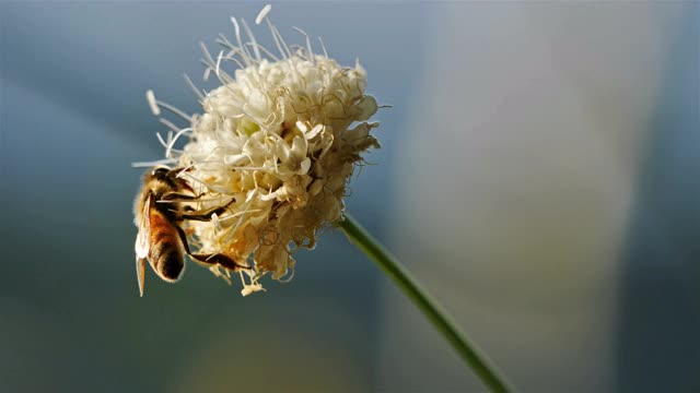 采蜜并为花授粉的蜜蜂。视频素材