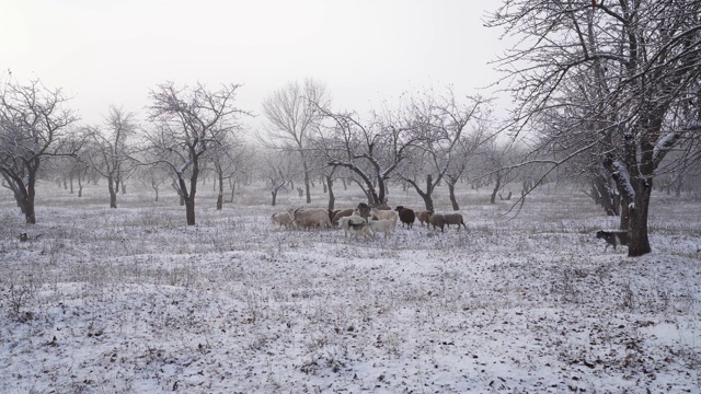 冬天，一群山羊和公羊在白雪覆盖的苹果园里吃草视频下载