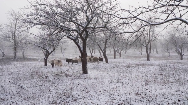 冬天，一群山羊和公羊在白雪覆盖的苹果园里吃草视频下载