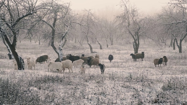 冬天，一群山羊和公羊在白雪覆盖的苹果园里吃草视频下载