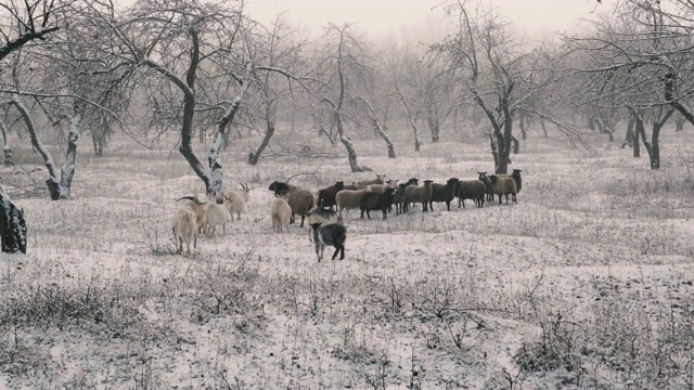 冬天，一群山羊和公羊在白雪覆盖的苹果园里吃草视频下载