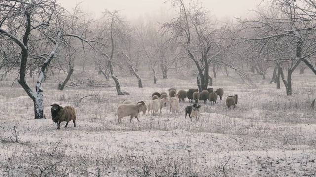 冬天，一群山羊和公羊在白雪覆盖的苹果园里吃草视频下载