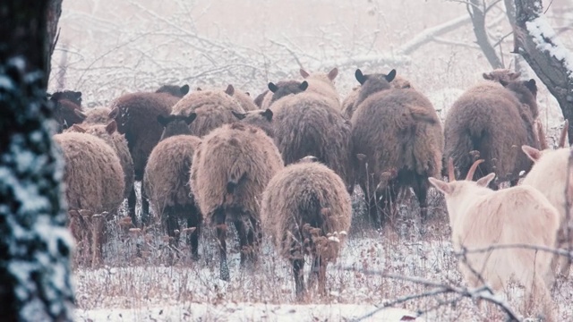 冬天，一群山羊和公羊在白雪覆盖的苹果园里吃草视频下载