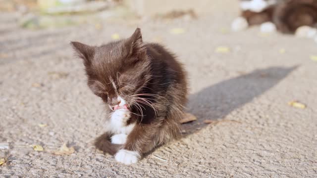 猫在街上洗澡视频素材