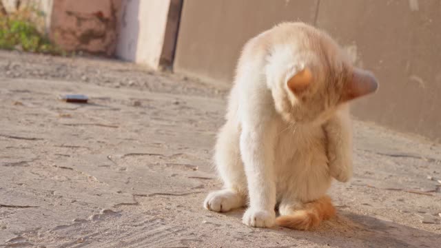 猫在街上洗澡视频素材