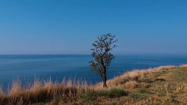 自然树独自无人机视图视频素材