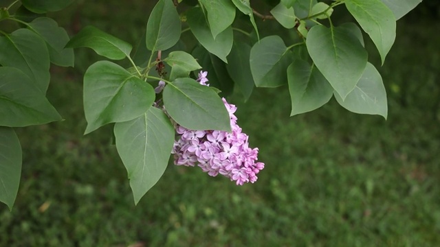 普通的丁香花，绿叶在风中飘扬视频素材