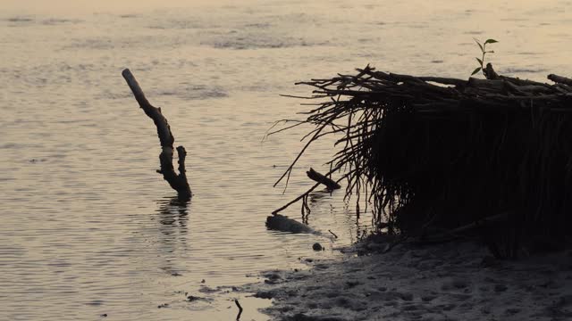 海边有一棵枯死的红树林视频素材