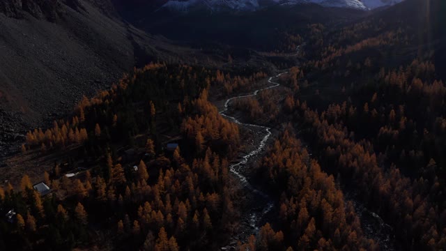 秋天，阿克特鲁山谷的卡拉塔什山和黄色落叶松。阿尔泰山脉。俄罗斯。鸟瞰图。揭示拍摄视频素材