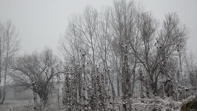 下雪了，下着很大的雪花。冬天的本性。视频下载