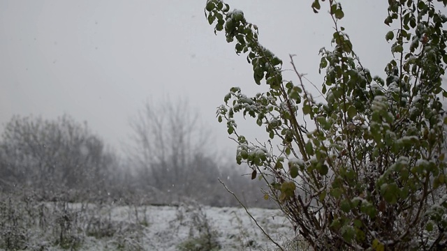 下雪了，下着很大的雪花。冬天的本性。视频素材