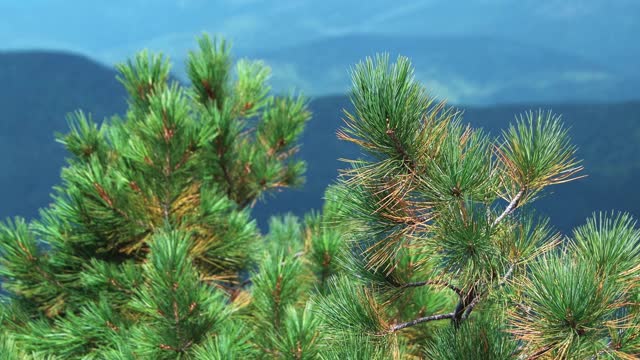 苍翠的松树屹立在山峦前，山峦柔软视频素材