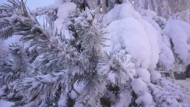 白雪皑皑的云杉枝头在4K视频素材