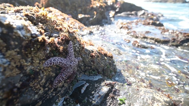 海星和贻贝在加州国家公园恩德茨海滩的潮汐岩石上视频素材