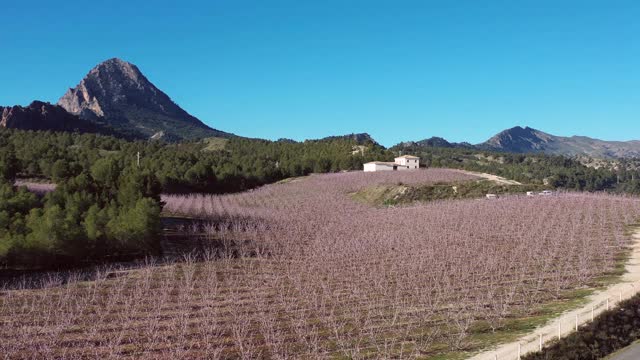 西班牙穆尔西亚地区Cieza La Torre的桃花视频素材