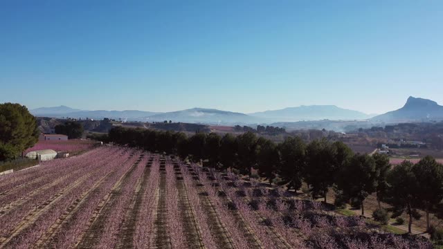 西班牙穆尔西亚地区Cieza La Torre的桃花视频素材