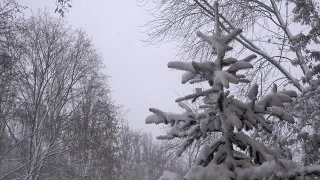 白雪覆盖了松树的树枝在4K。视频素材