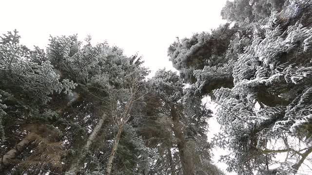 雪花落在冷杉树枝上视频素材