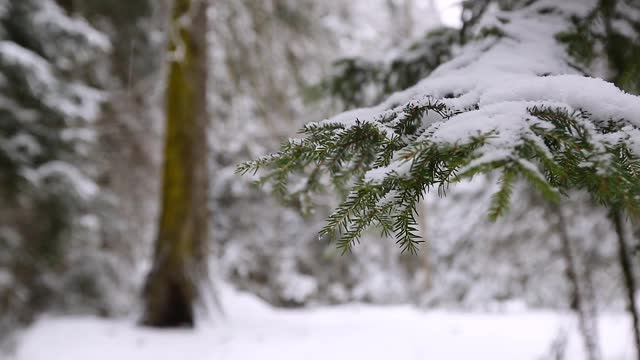 雪花落在冷杉树枝上视频素材