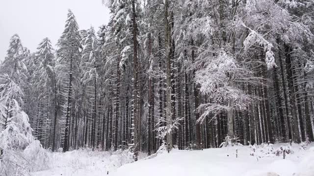 美丽的云杉森林在下雪视频素材