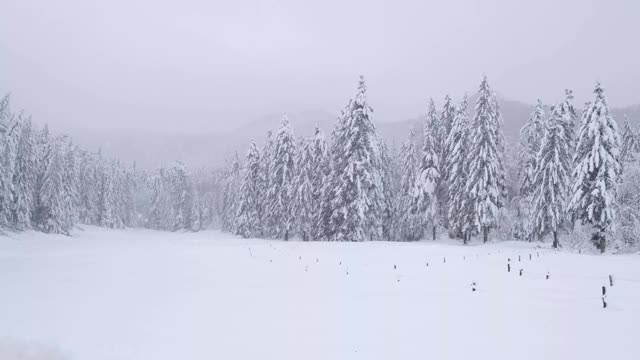 云杉林中空地上正在下雪视频素材