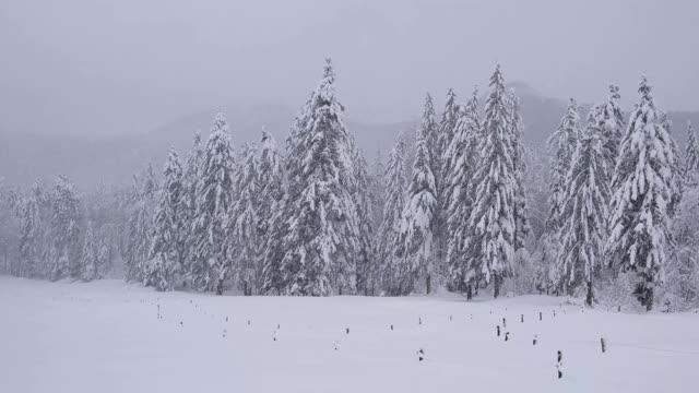 云杉林中空地上正在下雪视频素材