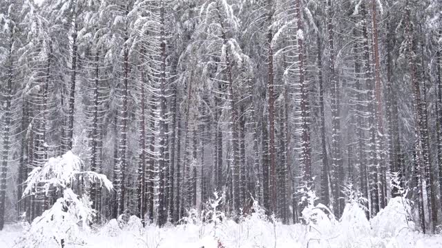 美丽的云杉森林在下雪视频素材