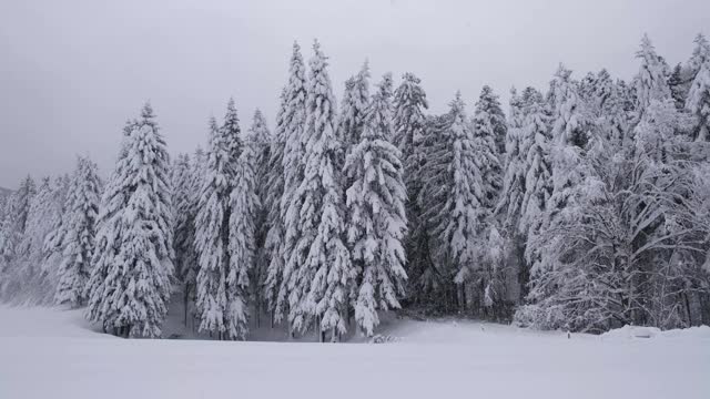 在美丽的云杉森林里下雪视频素材