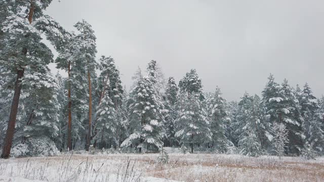 美丽的冬天的风景。清新的白雪在冬天的森林里。高品质全景全高清视频。视频素材