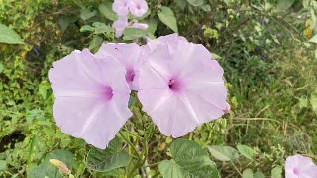 自然花园里的牵牛花视频素材