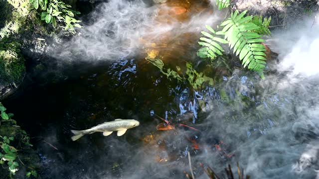 池塘里的鲤鱼或锦鲤。自然公园温泉里的水生动物。视频素材