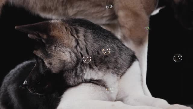 一对美国秋田犬在工作室的黑色背景上，欣赏着飞着的肥皂泡。一只狗躺着，另一只站着，只看得见它的腿和鼻子。近距离视频素材