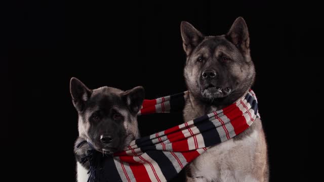 两只美国秋田犬，一只大一点，一只小一点，正以黑色背景坐在一间画室里。狗被一条条纹围巾绑着。近距离视频素材