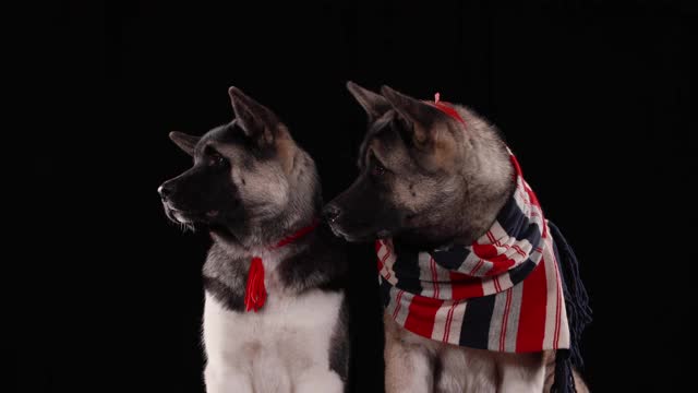 一对美国秋田犬坐在工作室的前视图在一个黑色的背景。红色的秋叶落在动物身上。近距离视频素材