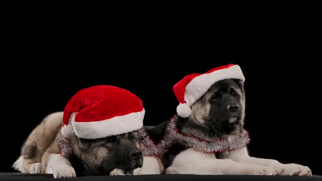 两只美国秋田犬躺在那里等待新年的到来。动物们的脖子上挂着新年的金箔，头上戴着圣诞老人的帽子。画室里的狗在黑色背景下，特写。慢动作视频素材