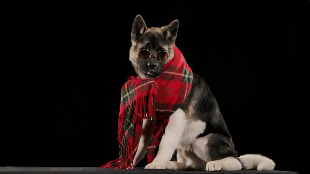 美国犬种秋田犬坐在工作室的黑色背景，耳朵竖起在慢动作。宠物戴着太阳镜，脖子上围着一条红格子围巾。近距离视频素材