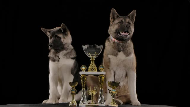 两名美国秋田犬骄傲地坐在他们在展览中赢得的奖杯旁。在黑色背景慢镜头中，画室里戴着项圈的动物。近距离视频素材