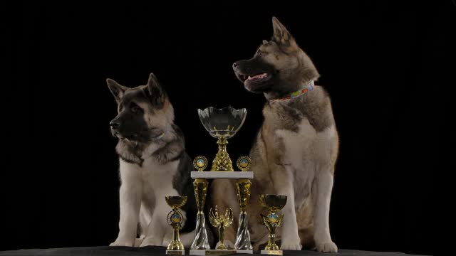 两名来自美国的秋田犬是此次展览的获胜者，慢镜头中，它们骄傲地坐在自己的三个奖杯旁边。他们的脖子上都戴着项圈。在黑色的背景上拍摄。近距离视频素材