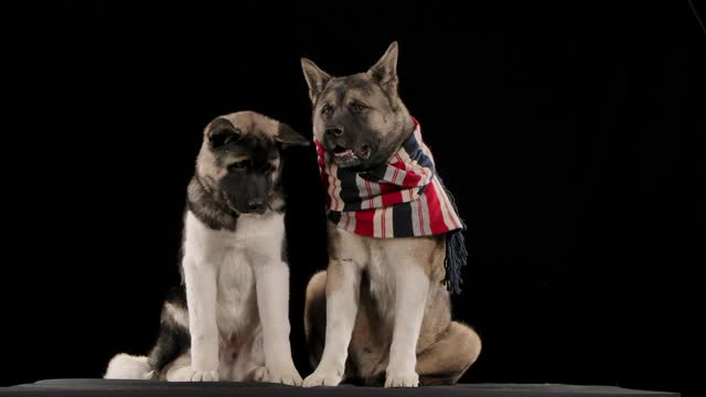 两名美国秋田犬坐在演播室的前视图，背景是黑色的慢动作。一条脖子上围着条纹围巾的大狗用后爪抓肚子。近距离视频素材