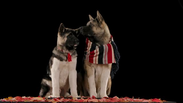 两名美国秋田犬在黑色背景下坐在落叶上，一个戴着绳领，另一个围着围巾取暖。树叶开始慢慢地落在他们身上。近距离视频素材