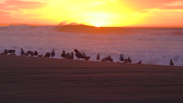 沙滩上的夕阳和鸟群。太阳落下了地平线，巨大的海浪作为背景视频素材