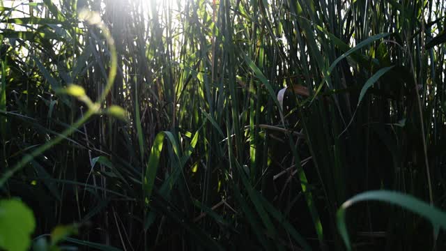 阳光透过河边的绿芦苇，在风中摇曳视频素材