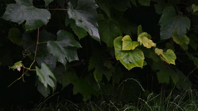 葡萄叶在细雨中视频素材