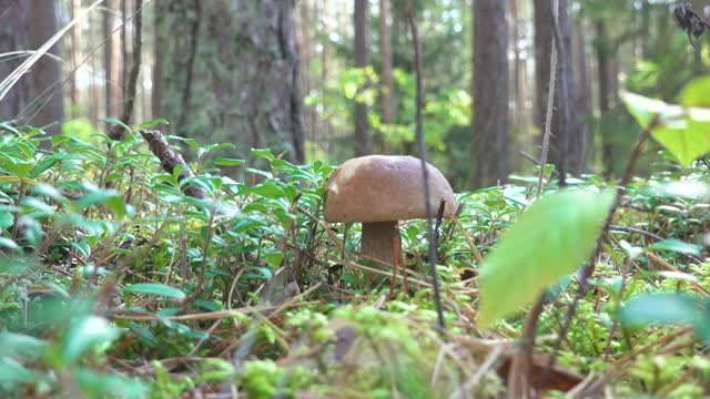 在森林里的苔藓上，手工切割的肉豆菇。秋天是树林里蘑菇的采收季节。视频素材