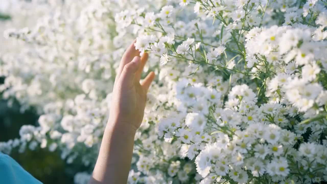 缓慢的运动。女孩的手摸着白花。视频下载