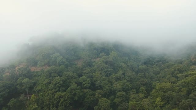 云中雨林，印度尼西亚巴厘岛视频素材